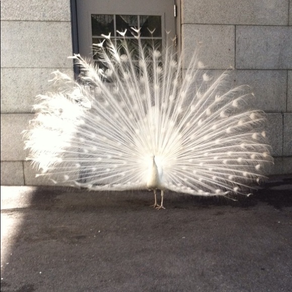 Meet your Posher, Christine - Picture 1 of 1